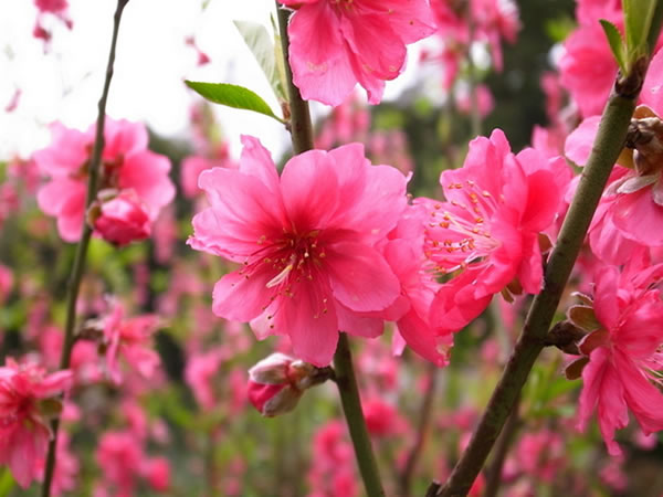 桃花的花语是什么 桃花花语及传说