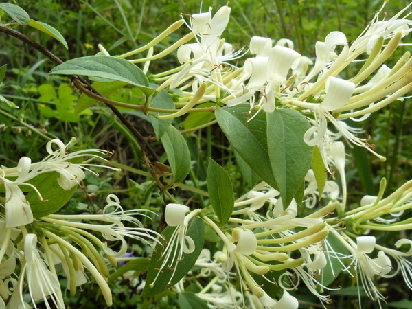 金银花的花语是什么 金银花花语及传说