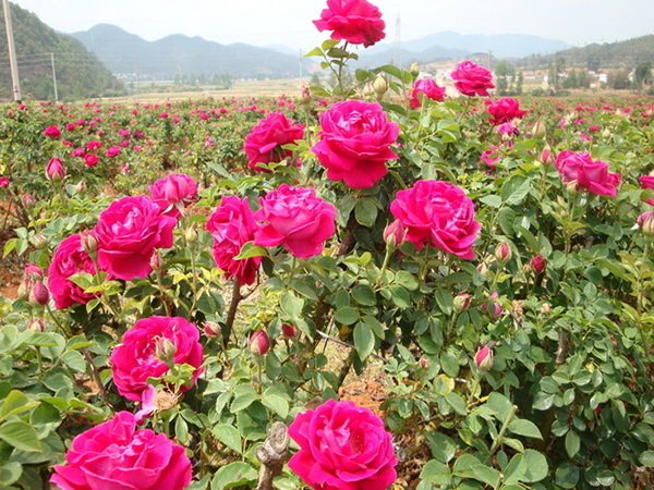 玫瑰花语大全 不同数量玫瑰代表寓意