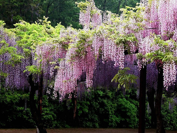 紫藤花语是什么 紫藤花象征意义与传说