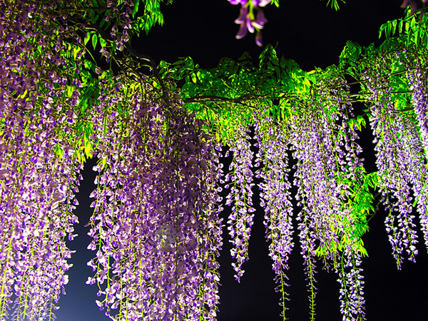 紫藤花语是什么 紫藤花象征意义与传说