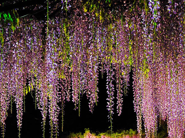 紫藤花语是什么 紫藤花象征意义与传说