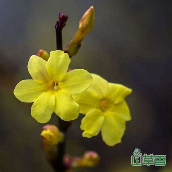 迎春花是什么花