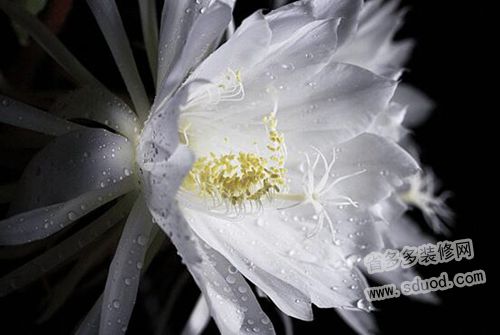 昙花什么时候开？昙花一年开几次？昙花的花语是什么？