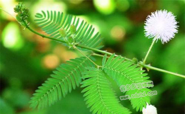 含羞草的花语是什么？含羞草的花语代表几种意思？