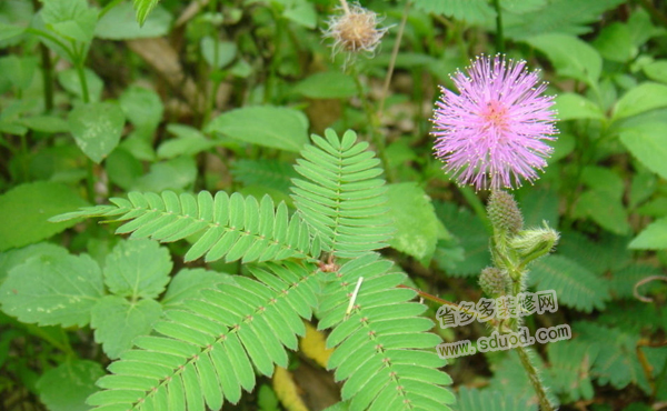 含羞草的花语是什么？含羞草的花语代表几种意思？