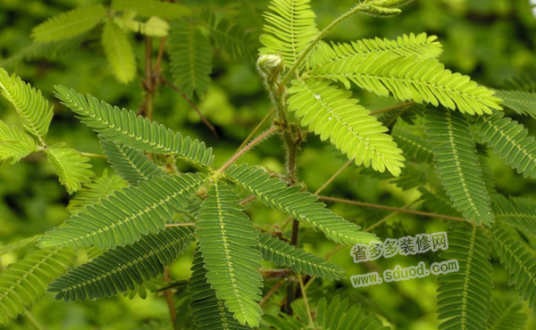 含羞草的花语是什么？含羞草的花语代表几种意思？