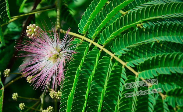 含羞草的花语是什么？含羞草的花语代表几种意思？