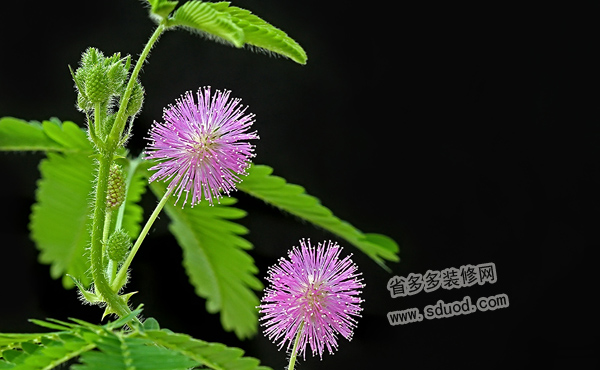 含羞草的花语是什么？含羞草的花语代表几种意思？