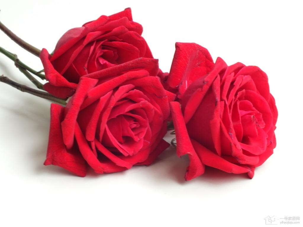 玫瑰花语  3朵玫瑰代表什么