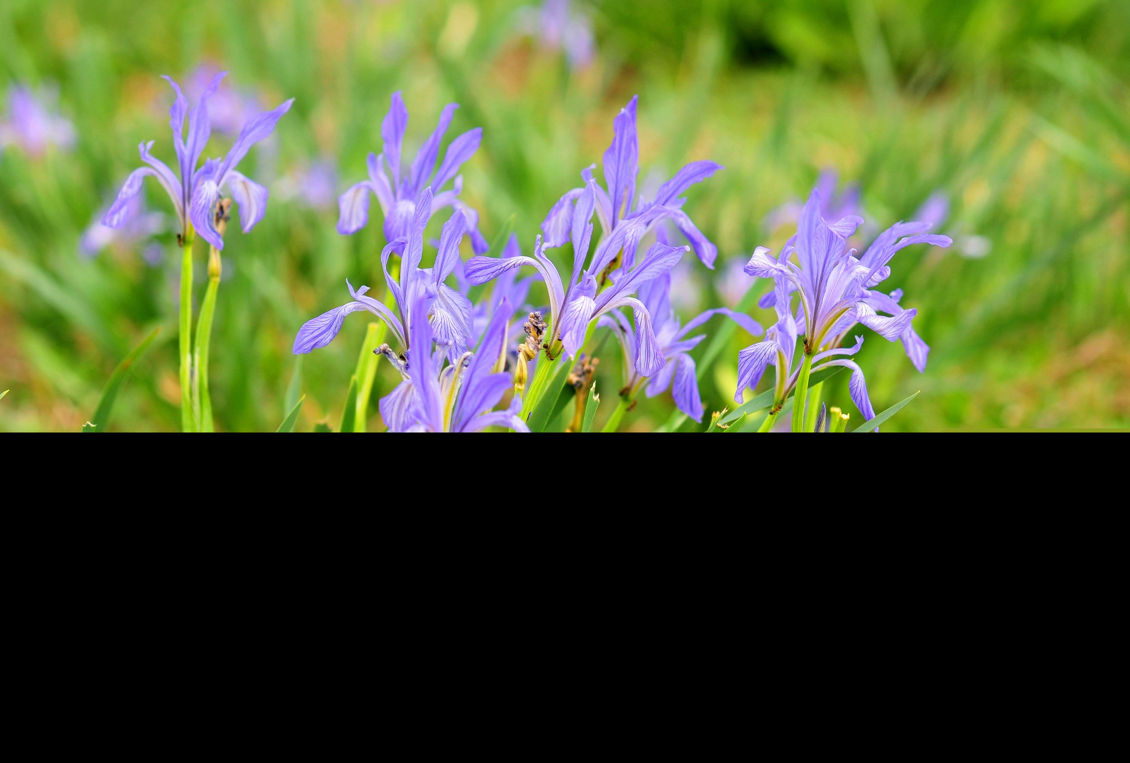 马兰是什么花  马兰的传说和花语是什么