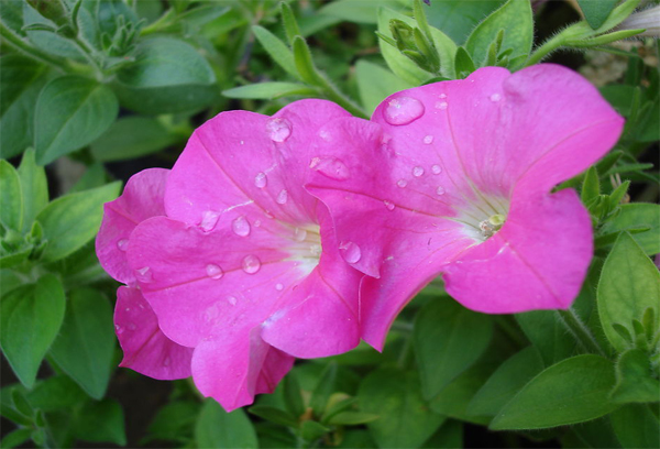 牵牛花花语是什么 牵牛花的资料详解