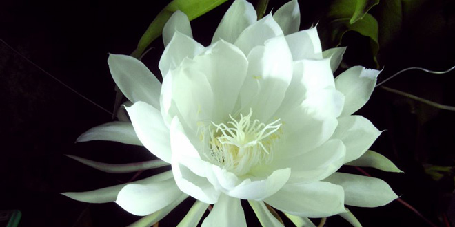 昙花的花语是什么 凄美的爱情故事一瞬即永恒