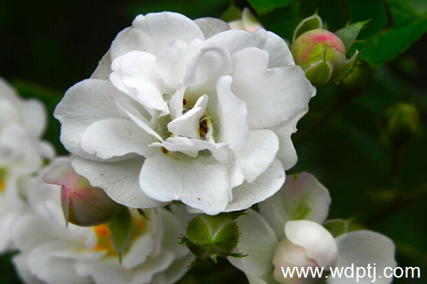 33朵白玫瑰花语是什么_有什么意义？