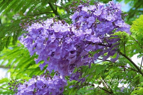 蓝花楹花语是什么_蓝花楹种子价格