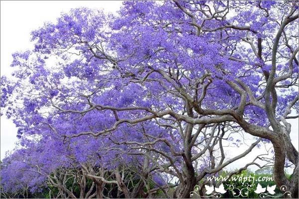蓝花楹花语是什么_蓝花楹种子价格