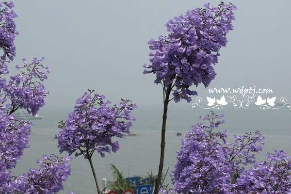 蓝花楹花语是什么_蓝花楹种子价格