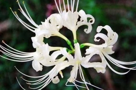白花石蒜的繁殖方法