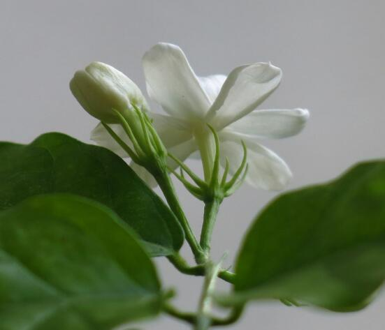 一.白茉莉花花语