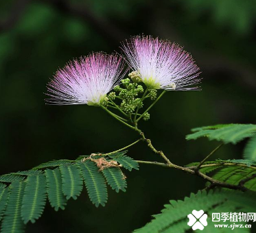 合欢花的传说：