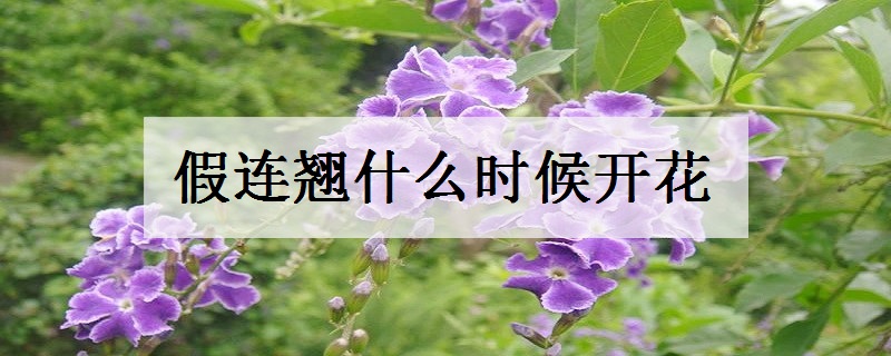 假连翘什么时候开花 花期有多长