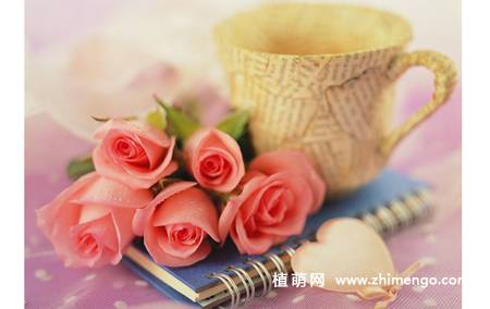 粉色玫瑰花语大全