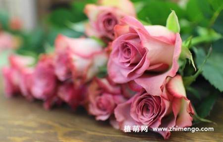 粉色玫瑰花语大全