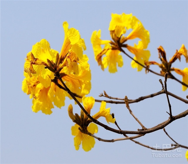 黄花风铃木图片与树种介绍