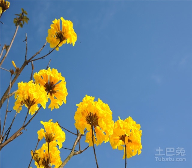 黄花风铃木图片与树种介绍