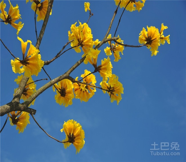 黄花风铃木图片与树种介绍