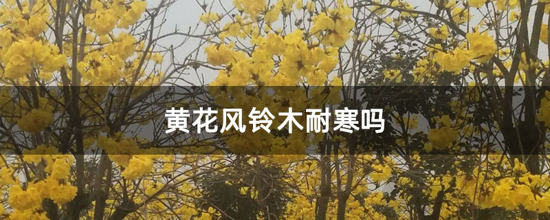 黄花风铃木耐寒吗