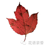 花语茶香 | 一场秋雨一场寒