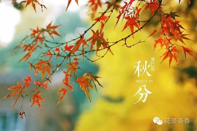 花语茶香 | 一场秋雨一场寒
