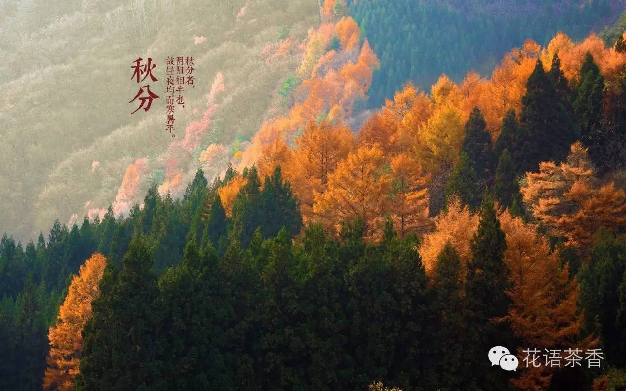 花语茶香 | 一场秋雨一场寒