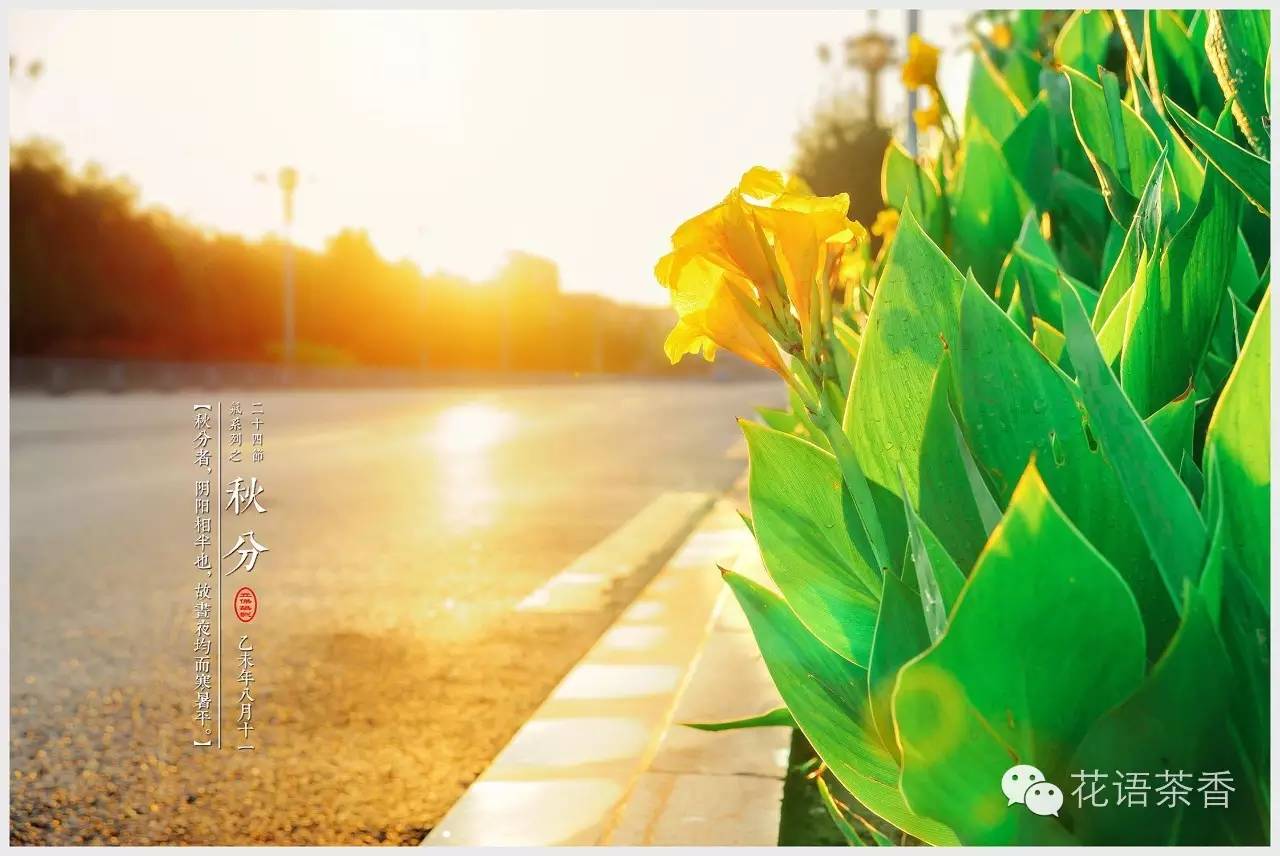 花语茶香 | 一场秋雨一场寒