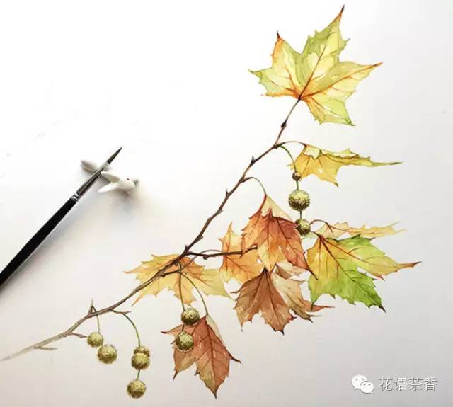花语茶香 | 一场秋雨一场寒