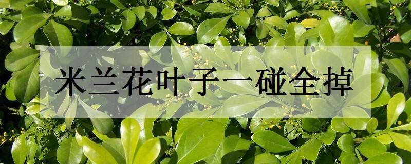 米兰花叶子一碰全掉怎么办 解决方法有哪些