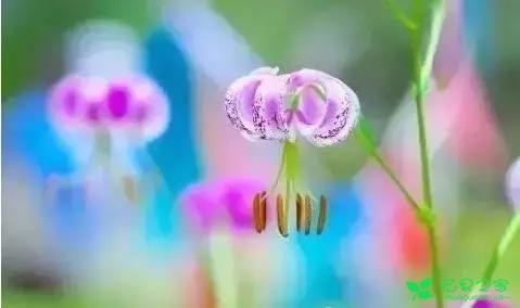 6月 最美花语！