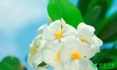 6月 最美花语！