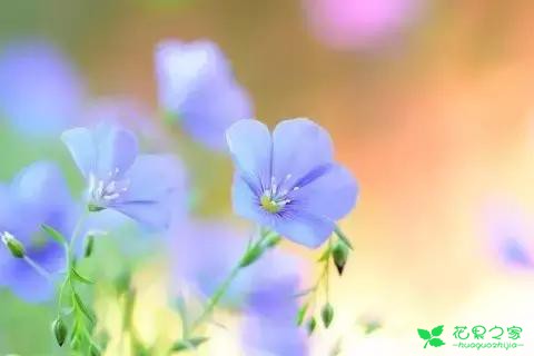6月 最美花语！