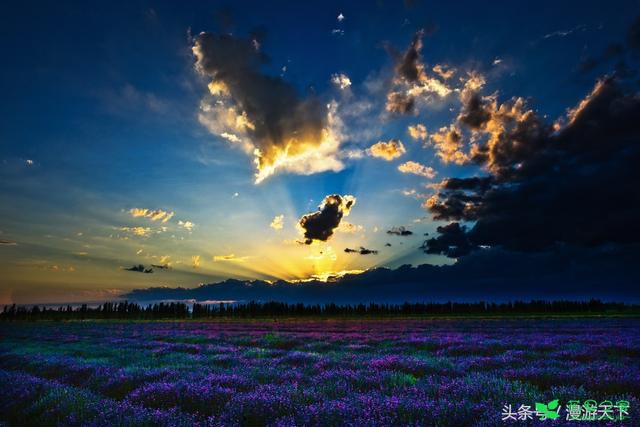 伊犁 紫色的花语