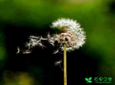 花语的由来