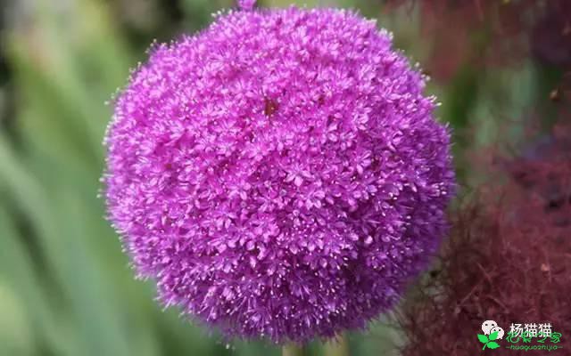 6月28日矢车菊生日花语