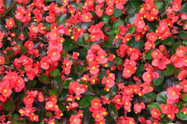 四季海棠的花语