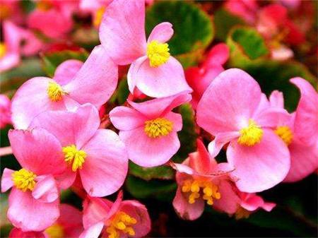 四季海棠的花语