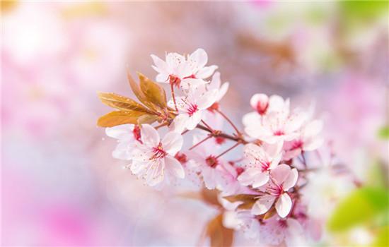 樱花的花语是什么，是代表这爱情与希望的象征吗