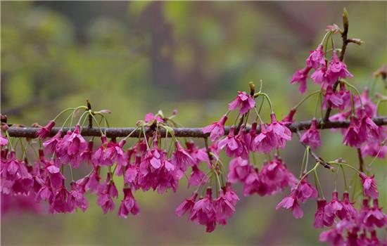 樱花的花语是什么，是代表这爱情与希望的象征吗