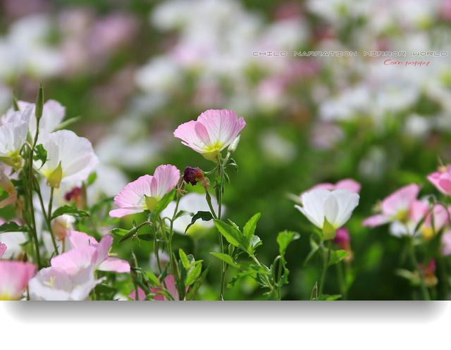 12星座的守护花精灵，以及她们美丽的花语