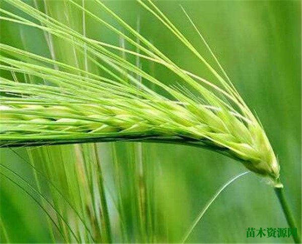 青稞面怎么吃 青稞的功效与作用