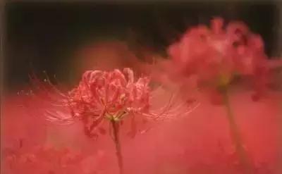 华丽名花优雅花语,真是泡妞秘笈!